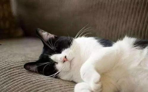 娱乐吃瓜君猫咪瘫痪,娱乐吃瓜君带你揭秘背后的故事
