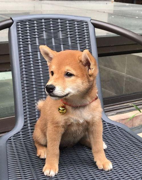 娱乐吃瓜君第一次见狗,萌态百出瞬间圈粉