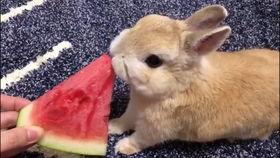 娱乐吃瓜酱兔子视频大全,盘点热门视频大全