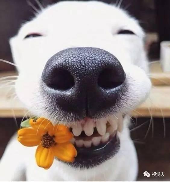 娱乐吃瓜酱狗关窗,吃瓜群众热议“狗关窗”事件