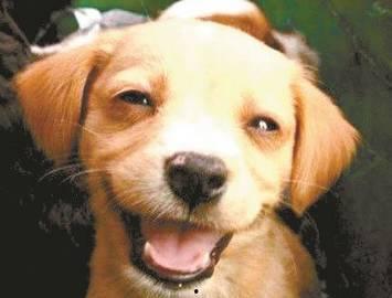 娱乐吃瓜酱狗关窗,吃瓜群众热议“狗关窗”事件