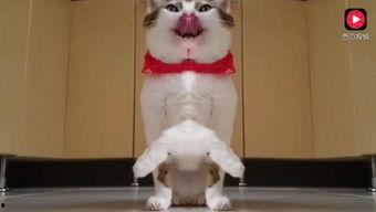 娱乐吃瓜猫咪视频,猫咪吃瓜视频大盘点